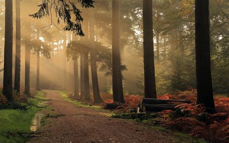 2200x1375 Landscape Nature Dirt Road Sunrise Forest Mist England