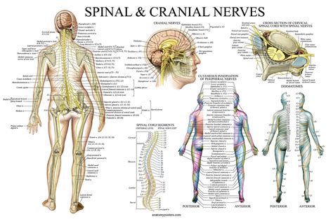 Spinal Nerves Anatomical Chart Spine And Cranial Nervous System