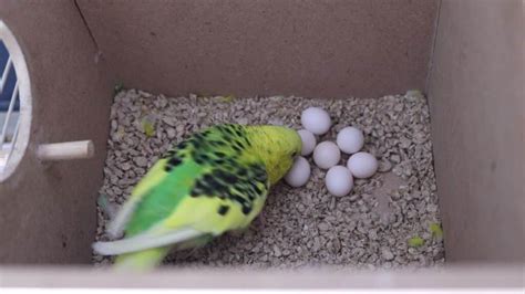 How Often Do Budgies Lay Eggs Everything About Budgie Eggs