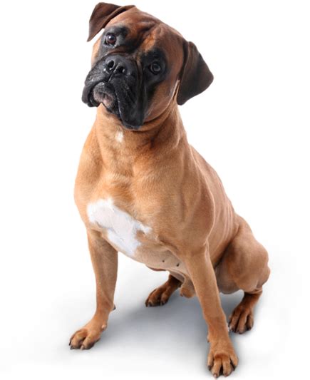 Download Boxer Dog Transparent Background Png Image With