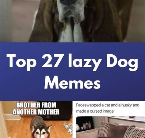 Top 27 Lazy Dog Memes Dude Memes