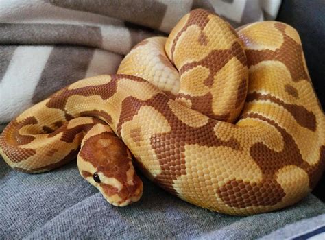 Ultramel Ball Python Pet Snake Ball Python Cute Snake
