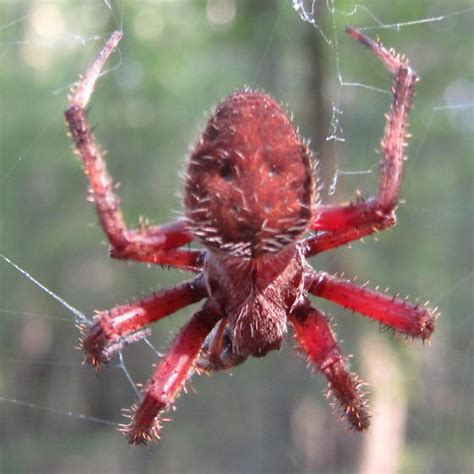 Red Orb Weaver Spider Neoscona Crucifera Bugguidenet