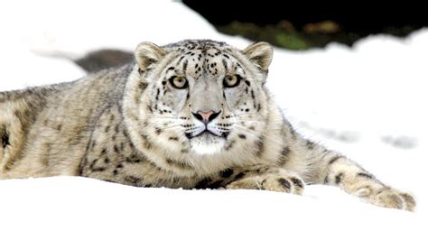 Snow Leopard Rescue