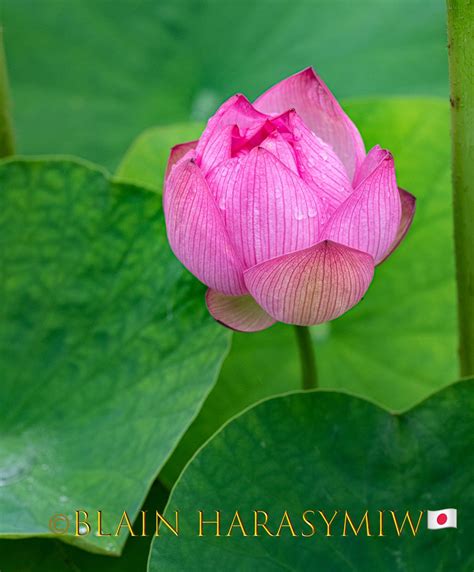 Species Of Japan The Lotus Flower Nelumbo Nucifera Japan Dreamscapes