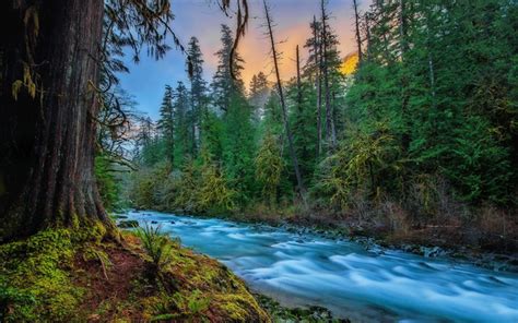 Download Wallpapers America River Forest Skykomish Washington Usa