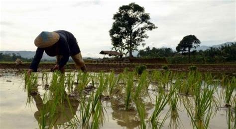 Saat kita berbicara mengenai pembangunan, mungkin yang pertama terlintas dalam pikiran kita adalah pembangunan yang erat kaitannya dengan suatu proses membangun. Kementan: Kebijakan Pembangunan Pertanian Dilakukan Hati ...