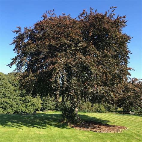 Heres Our Beautiful Copper Beech Tree That Makes Up The View From Your