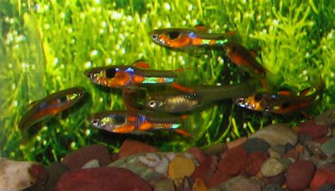 This awesome hybrid is the result from a cross between red chest and japan blue from a japanese breeder. Swordtail Guppies: Endler's Livebearer ~ a colorful jewel ...