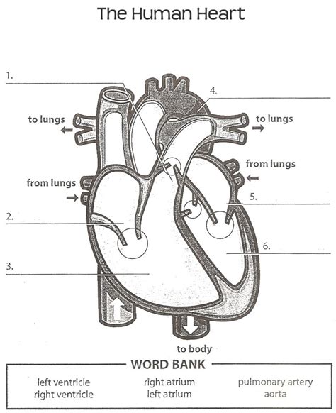 Label The Heart Worksheet Pdf Kidsworksheetfun