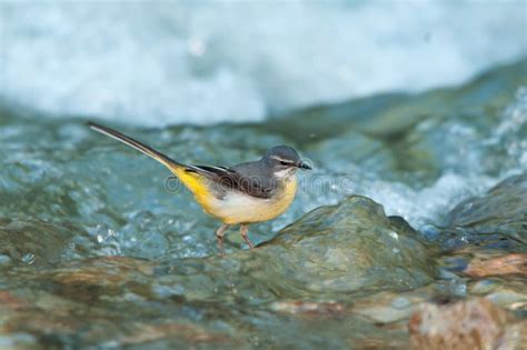 Grey Wagtail Fledgeling On A Tree Stock Image Image Of Immature