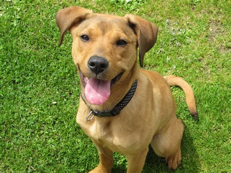 Gorgeous Mixed Breed Puppy Possibly Some Rhodesian Ridgeback Mixed