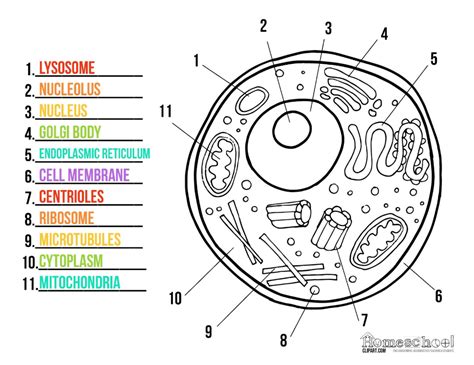 Pin by Robbie Taylor on School Stuff | Elementary science activities
