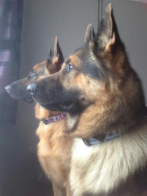 12 Reasons German Shepherds Are The Best Looking Dogs In The World