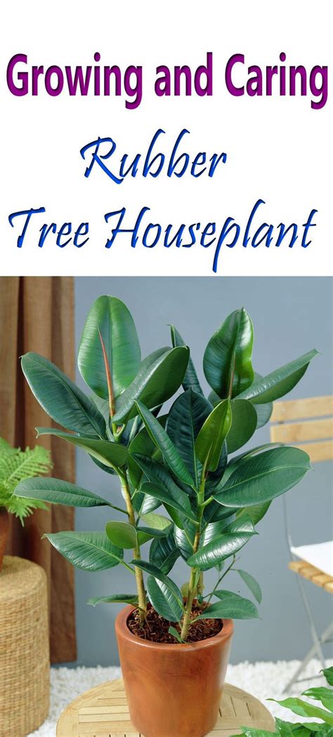 Rubber Tree Plant Care As A Houseplant Is Easy If You Keep It In A
