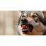 Wolf Snarling Into Cam Bloody Mouth  Close Up Frontal View Slow