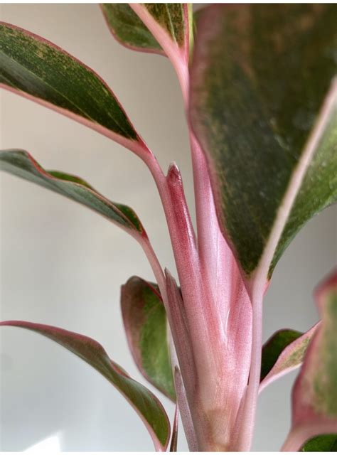 Aglaonema Star Light Pink