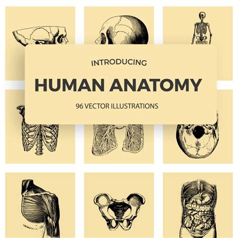 96 Vintage Anatomy Illustrations 2020 Human Anatomy Vectors Master
