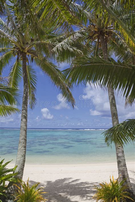 Pair Of Palm Trees On Tropical Beach Stock Photo Image Of Lagoon