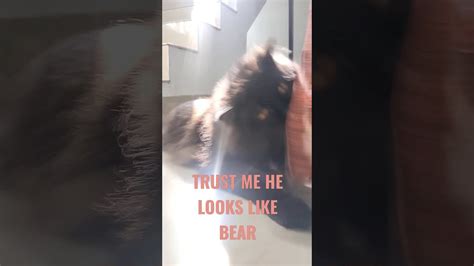 Cat Who Looks Like Bear Youtube