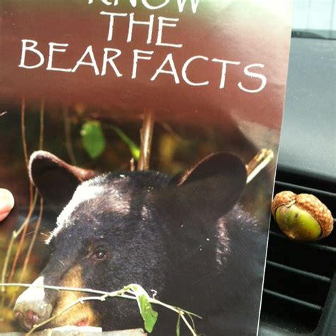 Know Your Bear Facts Black Bear Bear Funny