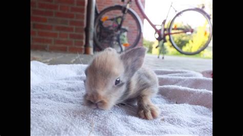 Baby, kaninchen, bunny, from shakaktilar download gif stealing, thief, rabbit, or share cookie, bebe, lapin, hase, biscuit, enfant, nene you can share gif kaninchen, bunny, baby. Kaninchen Baby Entwicklung - YouTube