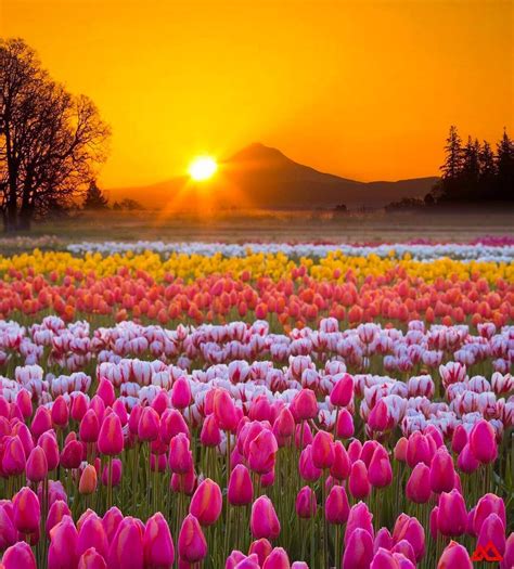 35 Twitter Spring Scenery Beautiful Landscapes Beautiful Flowers