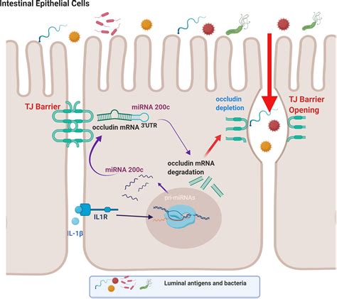 Frontiers Il And The Intestinal Epithelial Tight Junction Barrier
