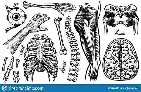Anatomy Of Human Bones And Muscles. Organ Systems. Body And Thorax Or ...