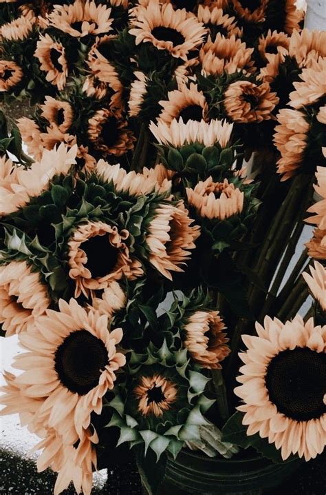 Free for commercial use no attribution required high quality images. pinterest: aestheticallyzo | Sunflower wallpaper, Flower ...