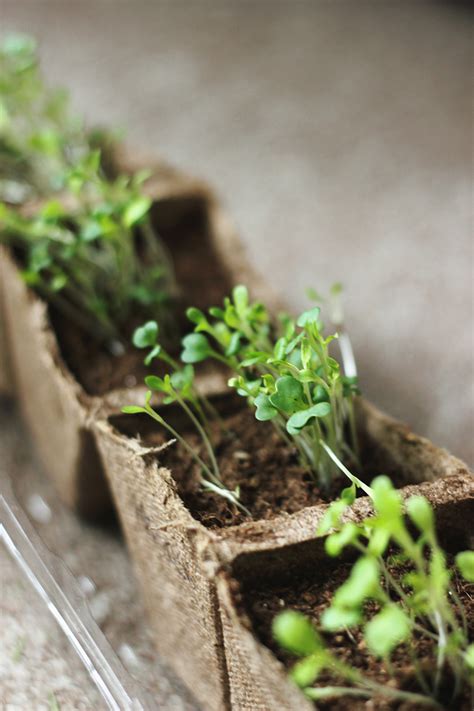 How To Grow Microgreens - The Merrythought