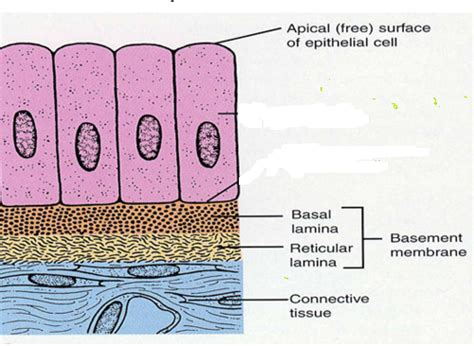 Animal Tissues Epithelial Tissue Notes For Class 11 And Neet