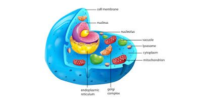We did not find results for: Cell Structure Cell Organelles And their Function