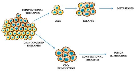 Ijms Free Full Text Cancer Stem Cells In Renal Cell Carcinoma