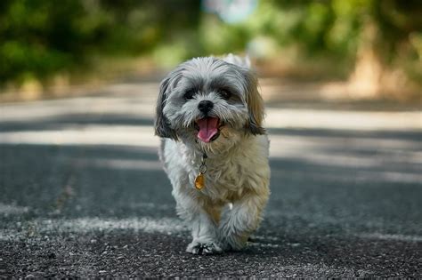 Man Vrouw Shih Tzu Gewichten En Lengtes Naar Leeftijd Stichting