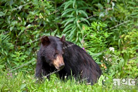 American Black Bear Ursus Americanus Sitting In The Grass Canada