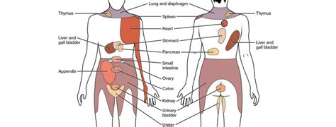 Diagram showing which organs (or parts of organs) are in each quadrant of the abdomen. no, not there... it's not sore there... my pain is here ! - Bowen Therapy
