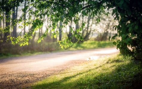 Wallpaper Sunlight Trees Landscape Forest Depth Of Field Garden