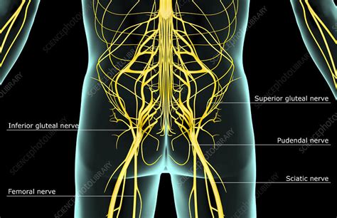The Nerves Of The Lower Body Stock Image F0016563 Science Photo Library