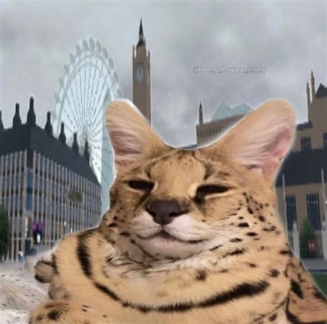 Sogga In The Cursed Land Of The Tea Serval Silly Cats Pictures