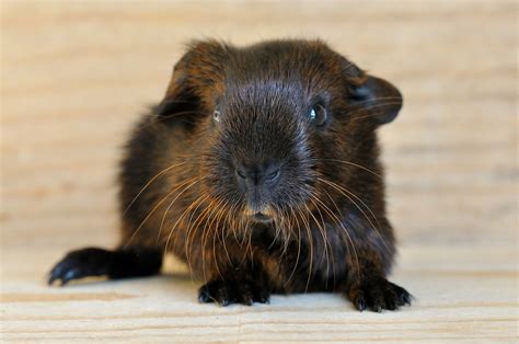Guinea Pigyoung Animalsmooth Hairgold Agoutisweet Free Image From