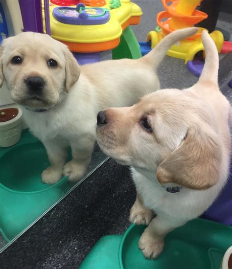 Beautiful Lab Puppy Lab Puppies Super Cute Puppies