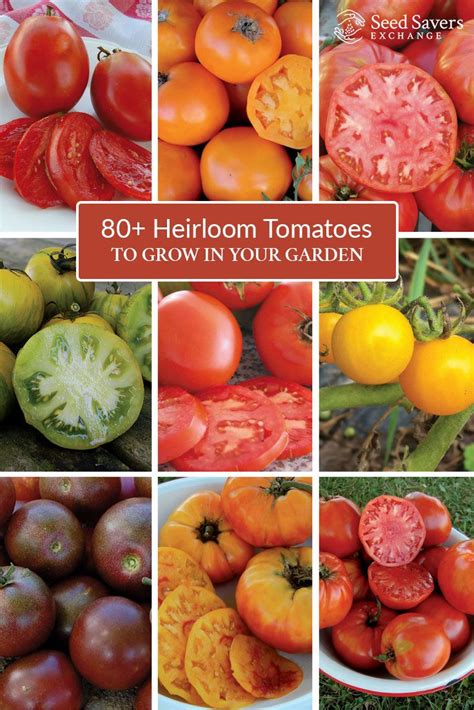 Interested In Growing Heirloom Tomatoes Search Over 80 Varieties And