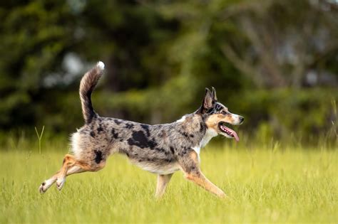 10 Australian Dog Breeds — Australian Herding Dogs Readers Digest