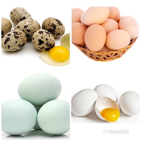Jual Murah Telur Ayam Negeri Telur Ayam Kampung Telur Bebek Telur