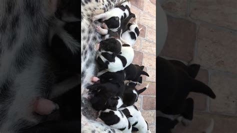 Mother Dog Feeding Her 9 Newborn Puppies🐶 Youtube