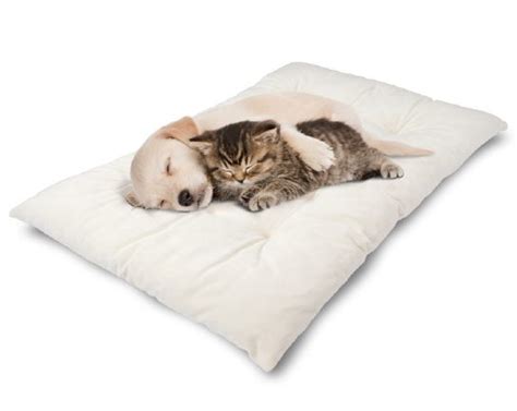 10 Best Cat Bed Reviews Of 2020 Top Rated By Cats Pet Loves Best
