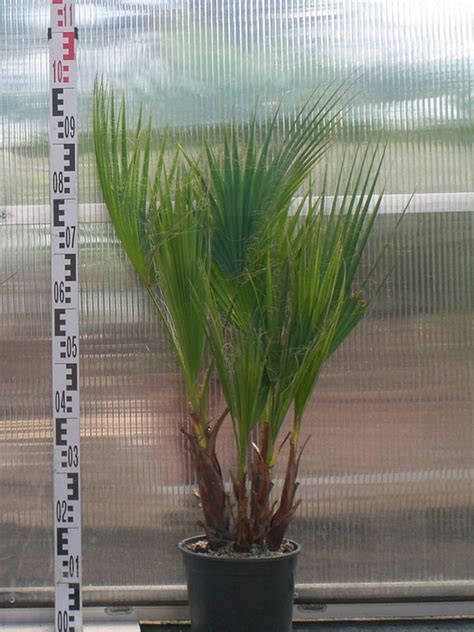 Washingtonia robusta is one of my favorite plants. PALMA WASHINGTONIA ROBUSTA 90-100cm Dom Ogród - 8394153215 ...
