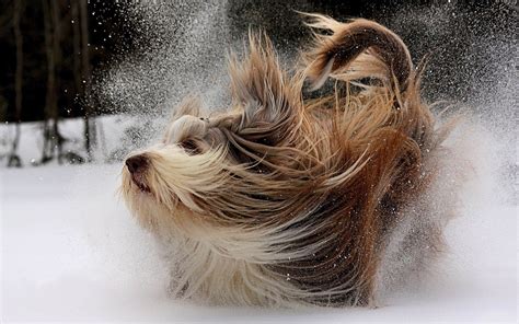 Dog Playing In The Snow All Best Desktop Wallpapers