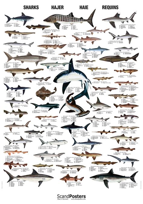 Shark Species Poster